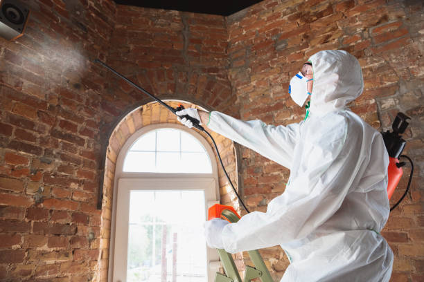 Mold Documentation for Insurance Claims in South Holland, IL